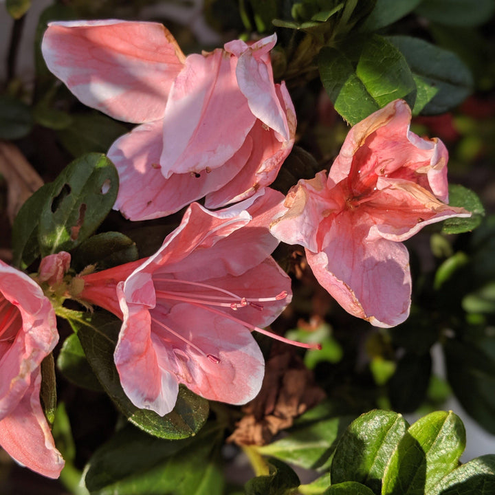 Rhododendron 'Roblet' PP25072 ~ Azalea Encore® ‘Autumn Sunburst' - Delivered By ServeScape