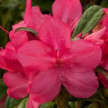 Rhododendron 'Robleu' PP25074 ~ Azalea Encore® ‘Autumn Jewel’ - Delivered By ServeScape
