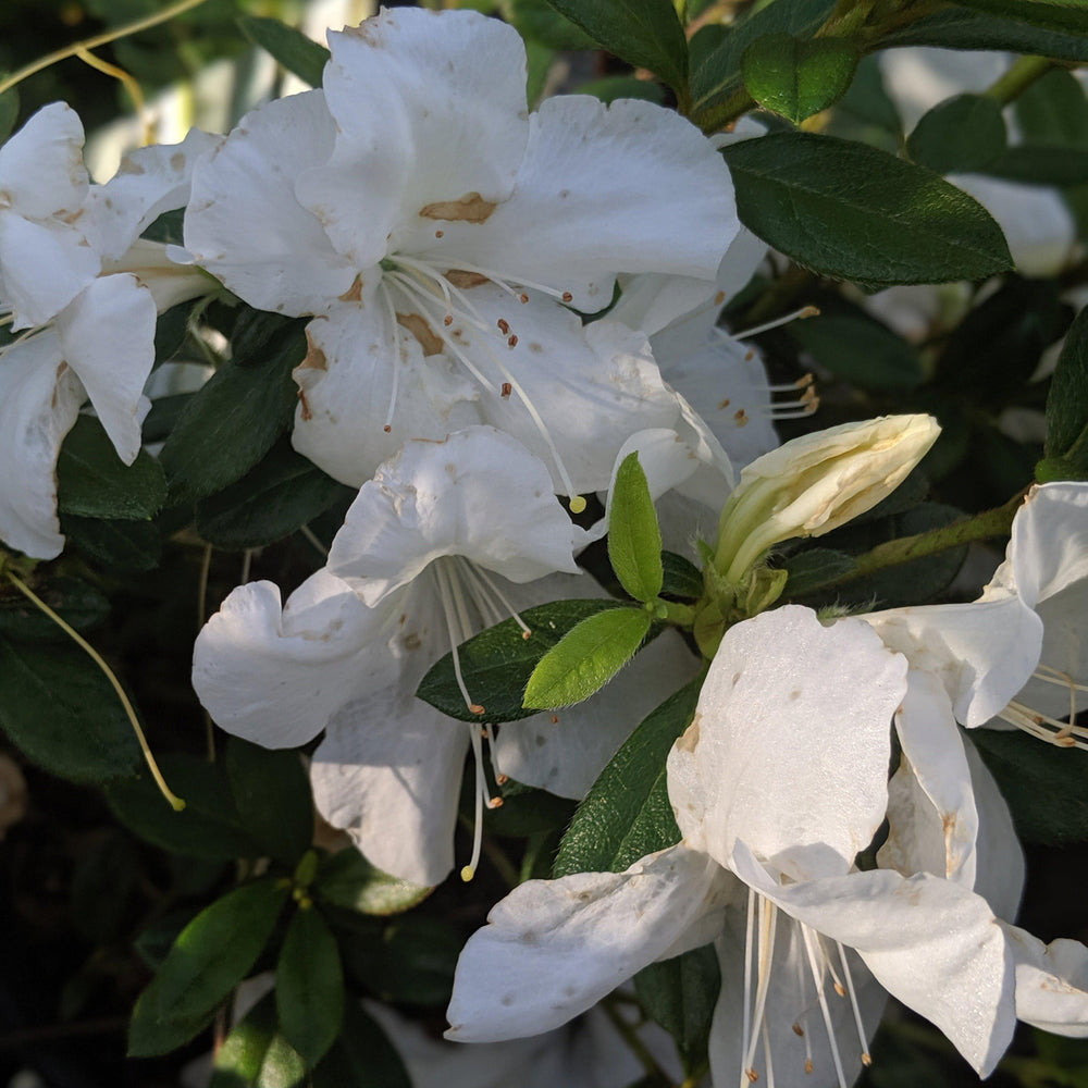 Rhododendron ‘Roblev’ PP25046 ~ Encore® Autumn Ivory Azalea-ServeScape