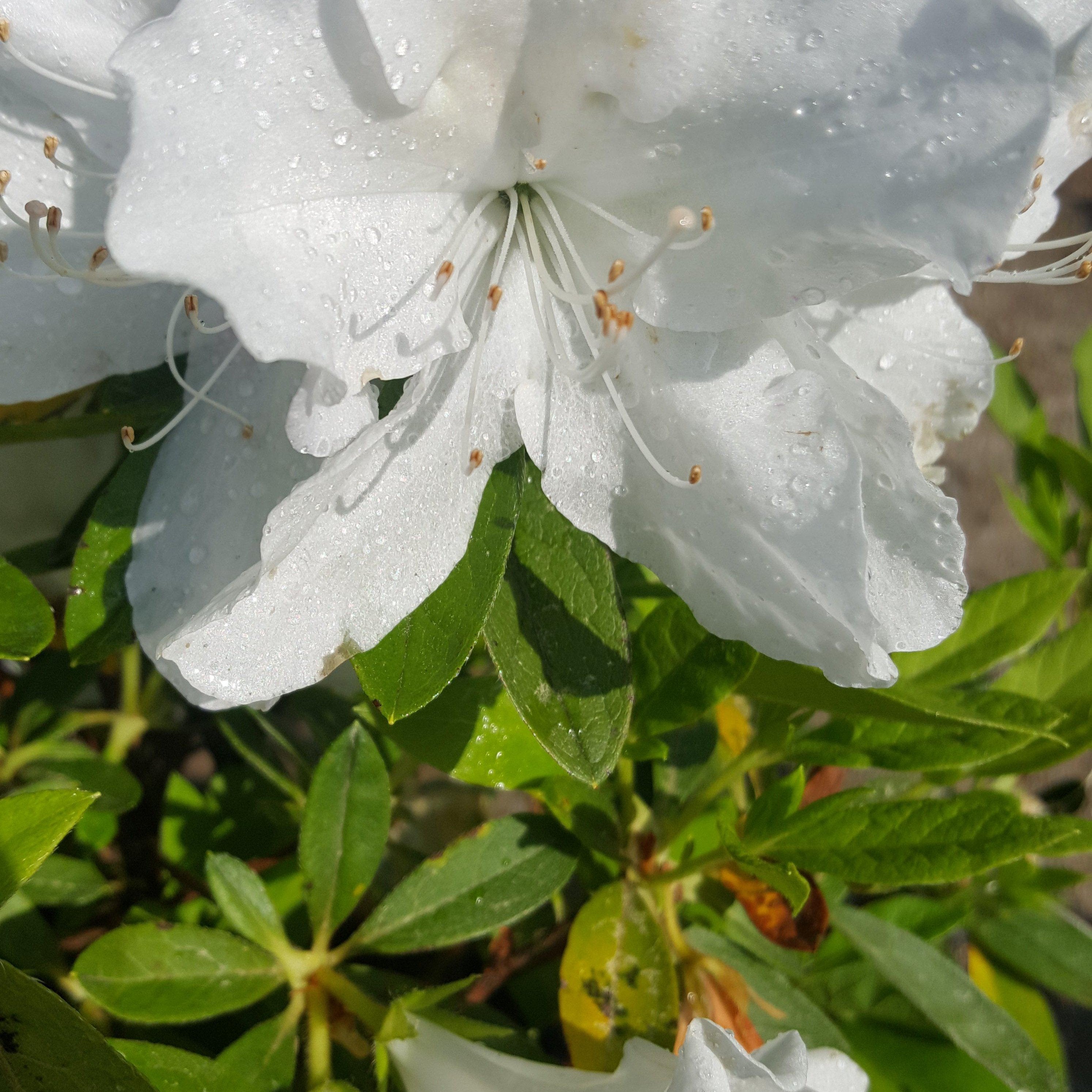 Encore® Autumn Ivory™ Azalea - Rhododendron ‘Roblev’ – ServeScape