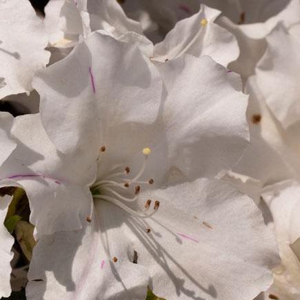 Rhododendron ‘Roblex’ PP25073 ~ Encore® ‘Autumn Lily’ Azalea - Delivered By ServeScape