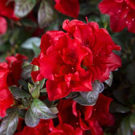 Rhododendron ‘Roblez’ PP28279 ~  Azalea Encore® ‘Autumn Fire’ - Delivered By ServeScape