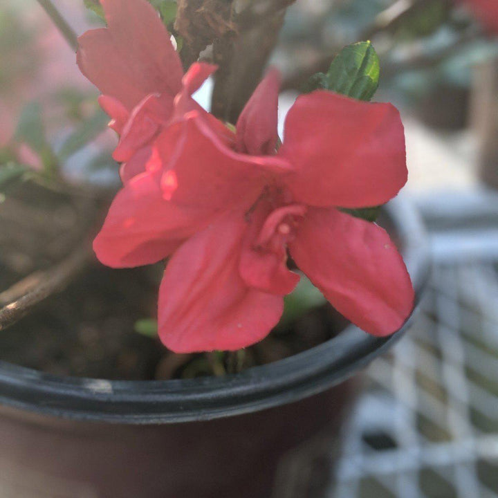 Rhododendron ‘Robleza’ PPAF ~ Encore® Autumn Bonfire Azalea - Delivered By ServeScape