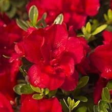Rhododendron ‘Robleza’ PPAF ~ Encore® Autumn Bonfire Azalea - Delivered By ServeScape
