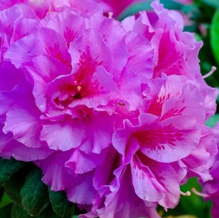 Rhododendron ‘Roblezd’ PP32967 ~ Encore® Autumn Majesty Azalea-ServeScape