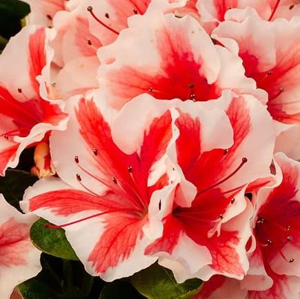 Rhododendron ‘Robleze’ PP32506 ~ Encore® Autumn Starburst® Azalea-ServeScape