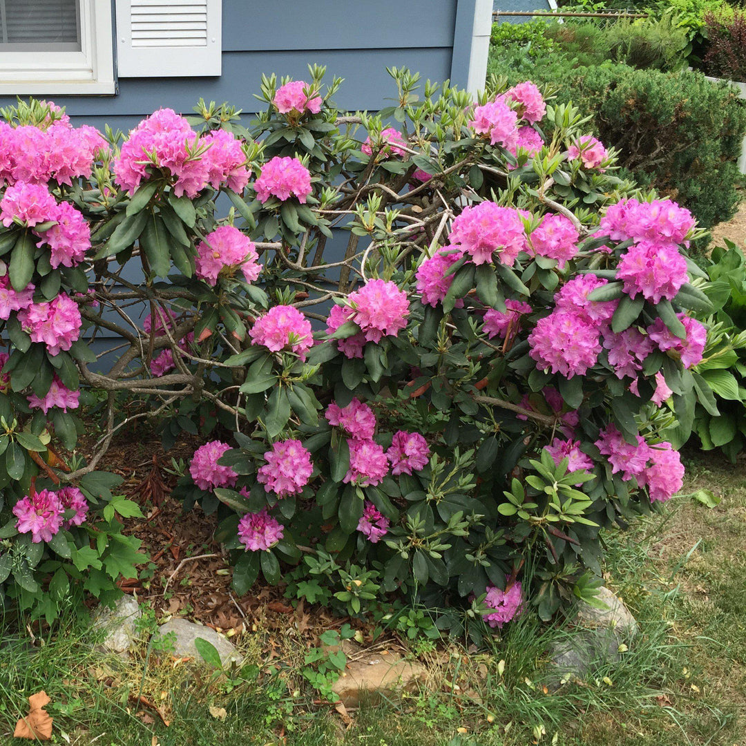 Rhododendron 'Roseum Elegans' ~ Roseum Elegans Azalea-ServeScape