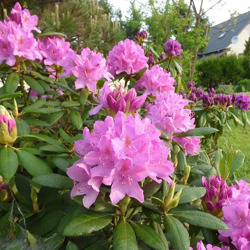Rhododendron 'Roseum Elegans' ~ Roseum Elegans Azalea-ServeScape