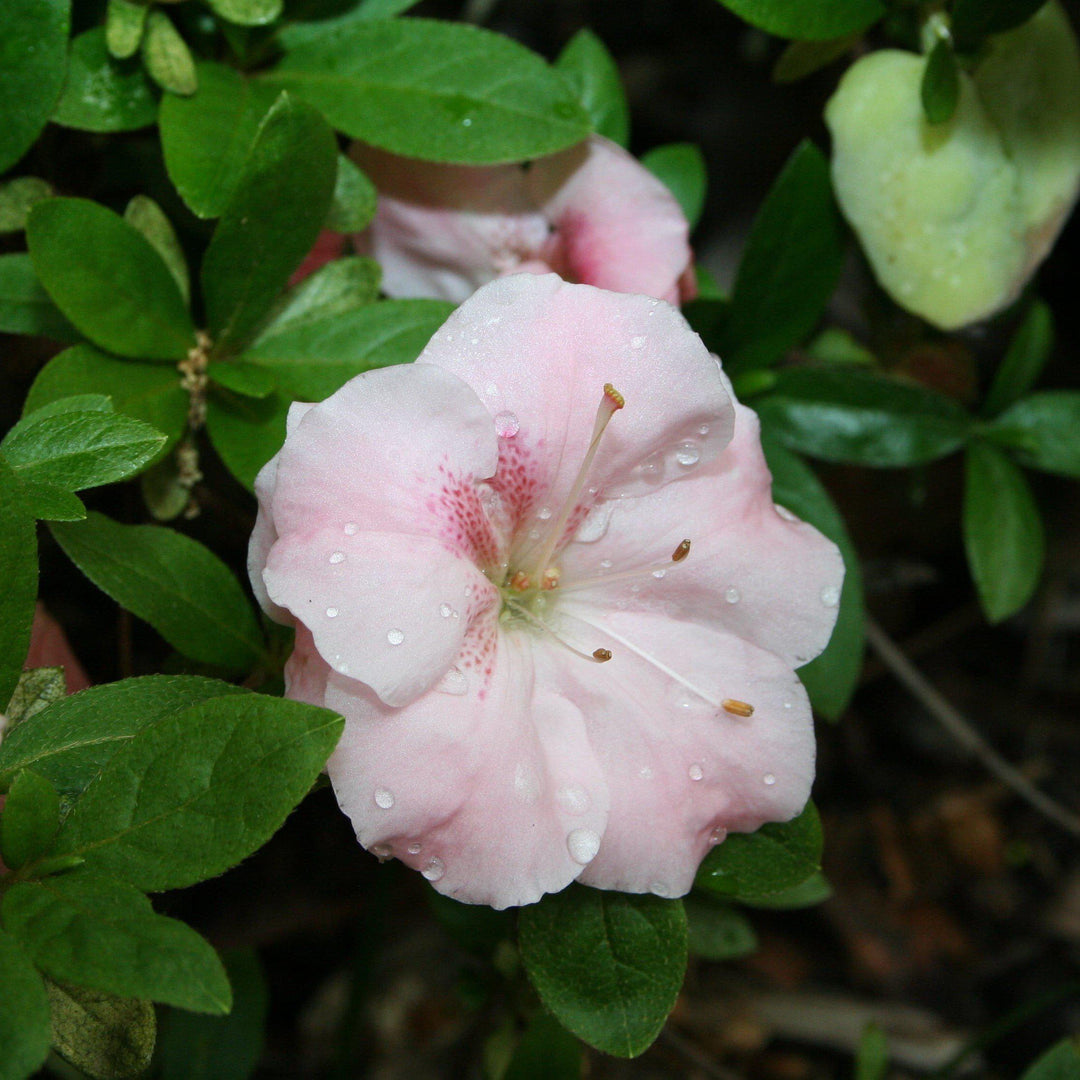 Rhododendron 'Sir Robert' ~ Sir Robert Azalea - Delivered By ServeScape