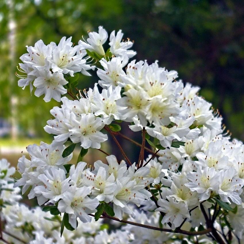 Rhododendron 'Snow' ~ Snow Azalea-ServeScape