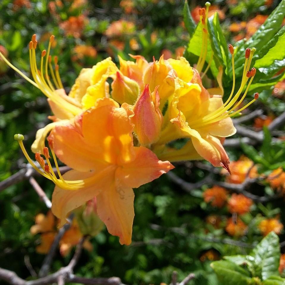 Rhododendron 'Spring Fanfare' ~ Spring Fanfare Aromi Azalea-ServeScape