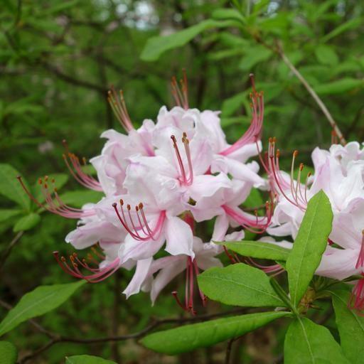Rhododendron 'Spring Sensation' ~ Spring Sensation Aromi Azalea-ServeScape