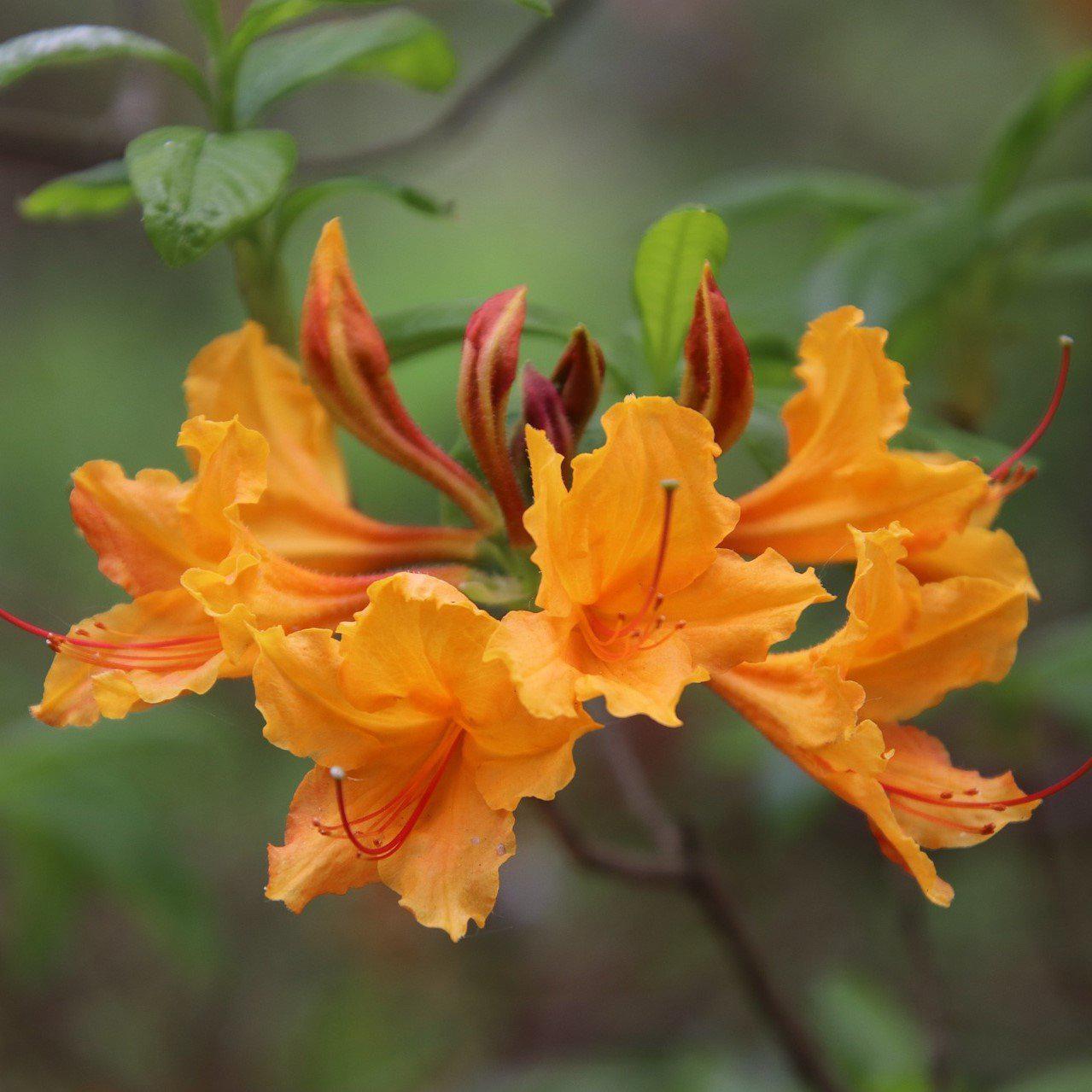 Rhododendron 'Stonewall Jackson' ~ Stonewall Jackson Rhododendron - Delivered By ServeScape