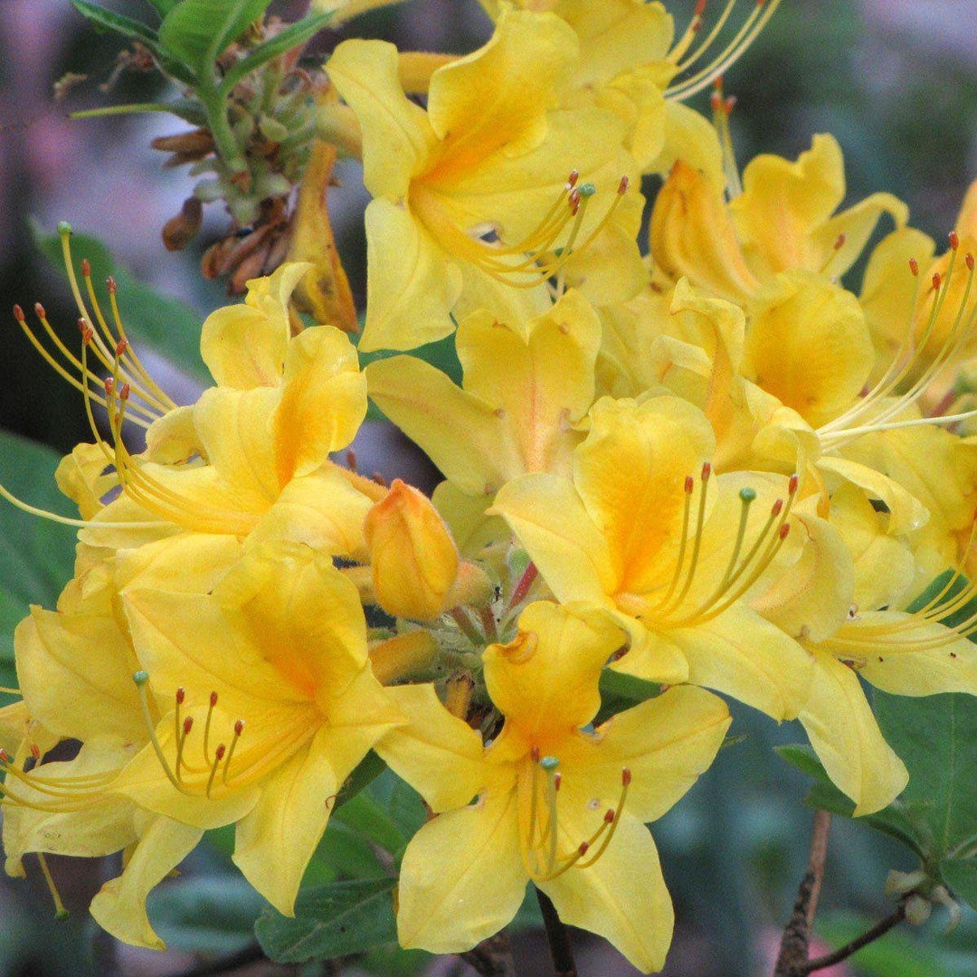 Rhododendron 'Sunny Side-Up' ~ Sunny Side Up Aromi Azalea-ServeScape