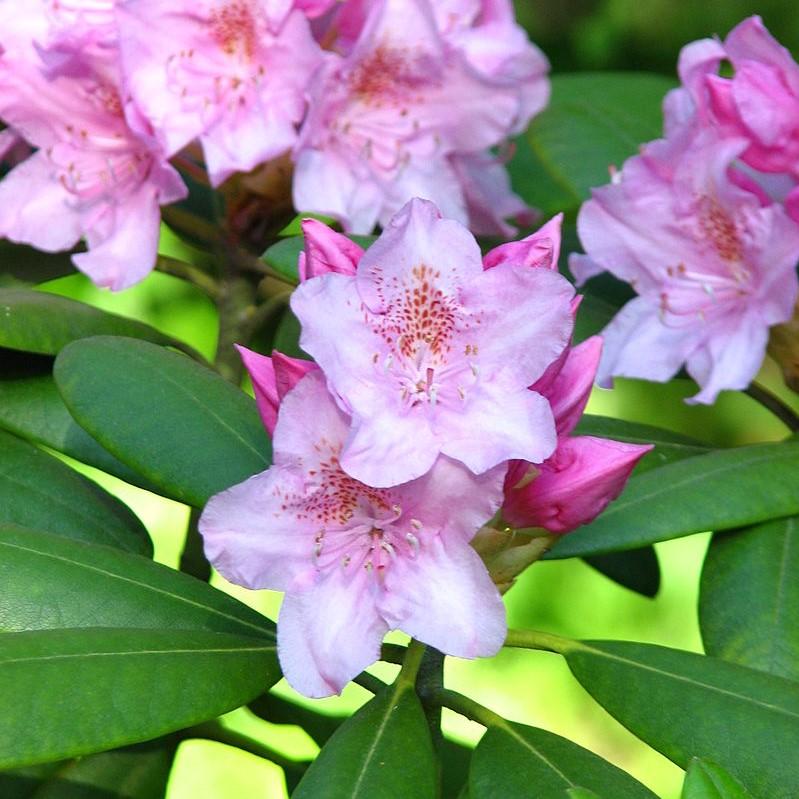 Rhododendron 'Tyler Morris' ~ Southgate® Radiance™ Rhododendron - Delivered By ServeScape