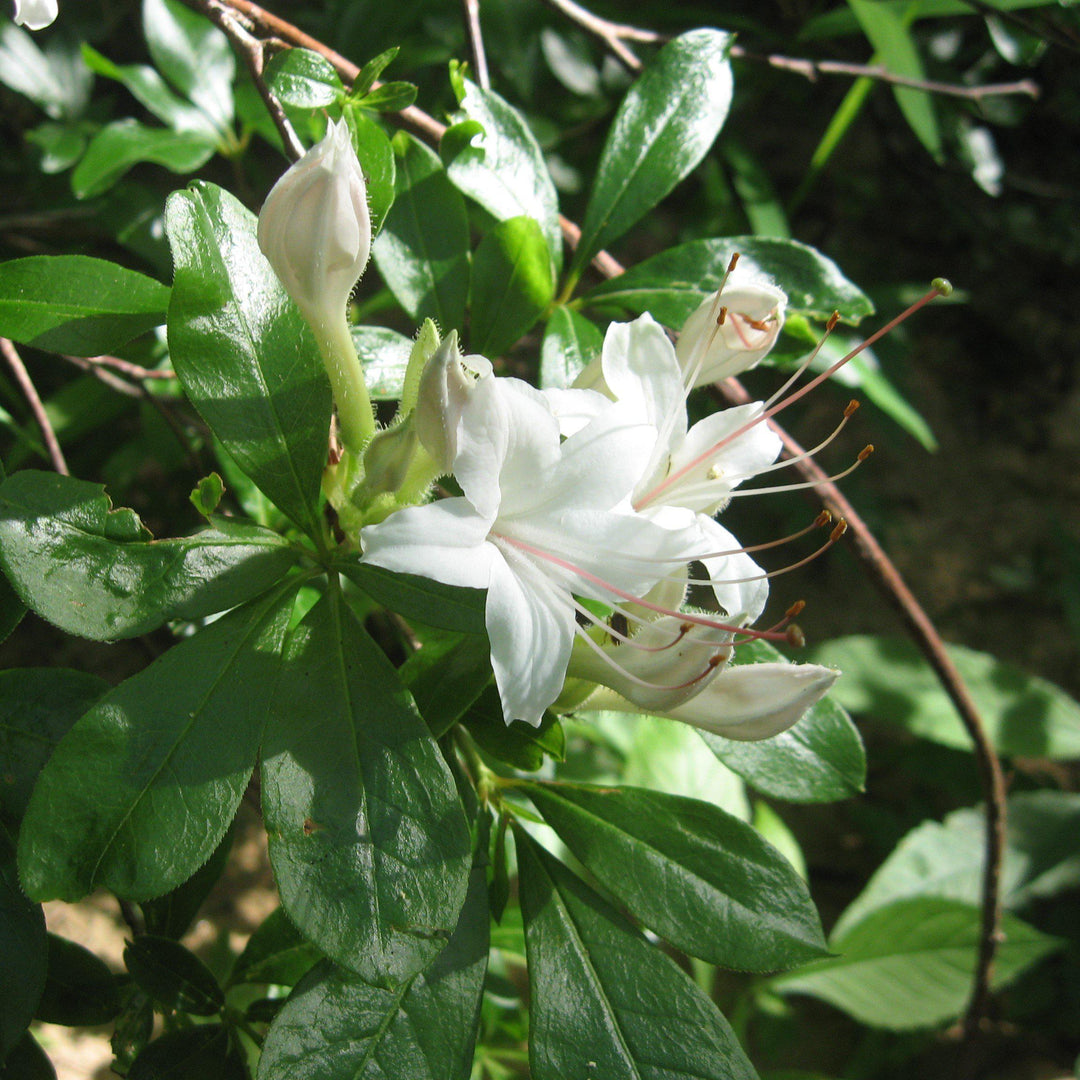Rhododendron 'Weston's Innocence' ~ Weston's Innocence Azalea-ServeScape