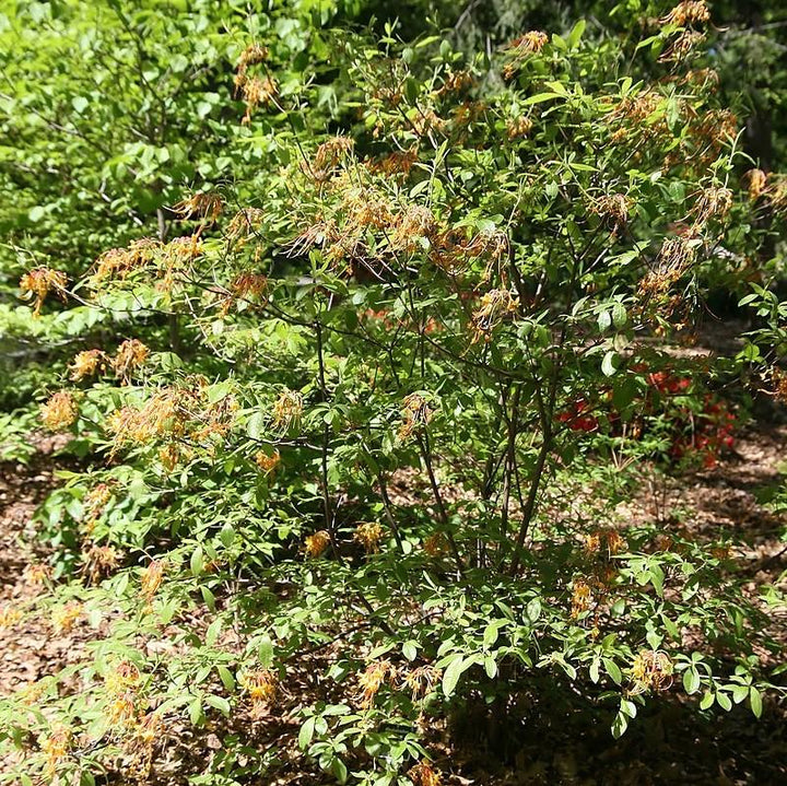 Rhododendron austrinum ~ Florida Flame Azalea-ServeScape