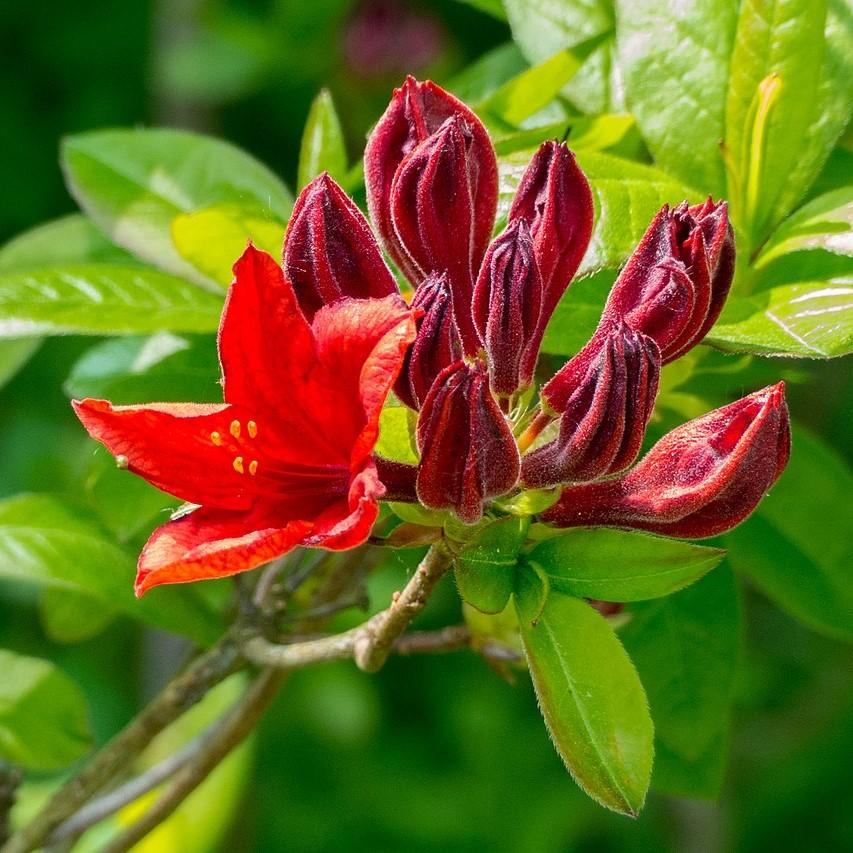 Rhododendron austrinum 'Gallipoli' ~ Red Pepper Azalea-ServeScape