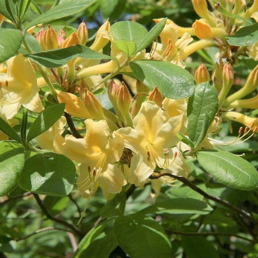 Rhododendron austrinum 'Light Yellow' ~ Light Yellow Azalea-ServeScape