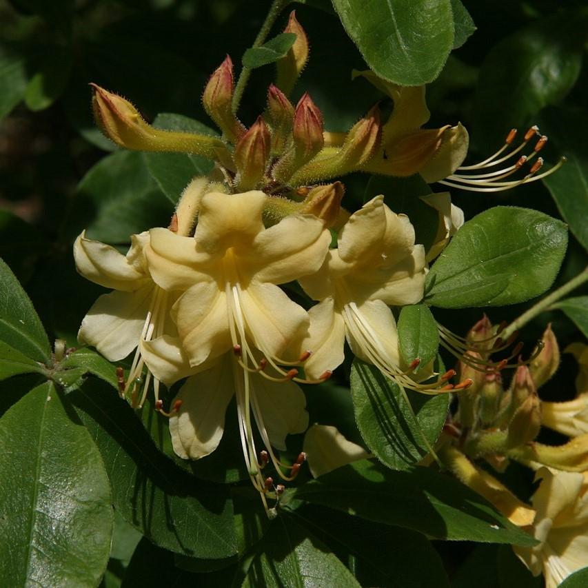 Rhododendron austrinum 'Lisa's Gold' ~ Lisa's Gold Azalea - Delivered By ServeScape