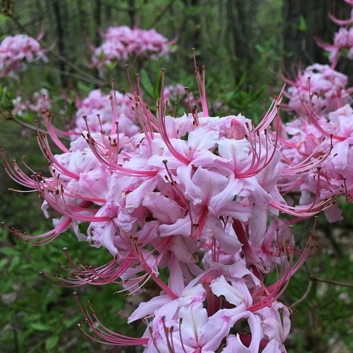 Rhododendron canescens ~ Piedmont Azalea-ServeScape