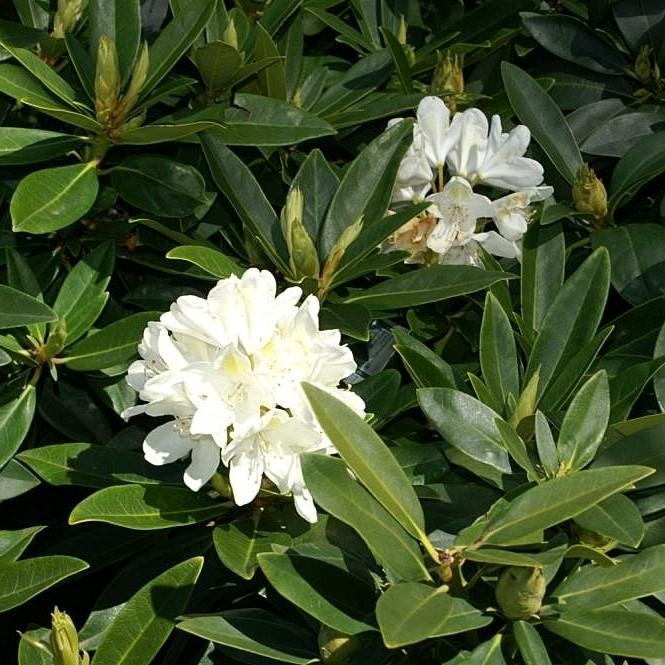 Rhododendron catawbiense 'Chionoides' ~ Chionoides Rhododendron-ServeScape