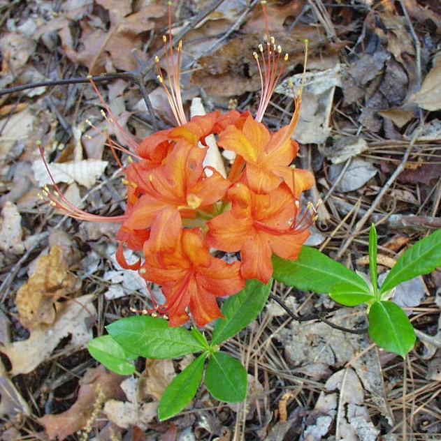Rhododendron flammeum 'Orange Carpet' ~ Orange Carpet Rhododendron-ServeScape