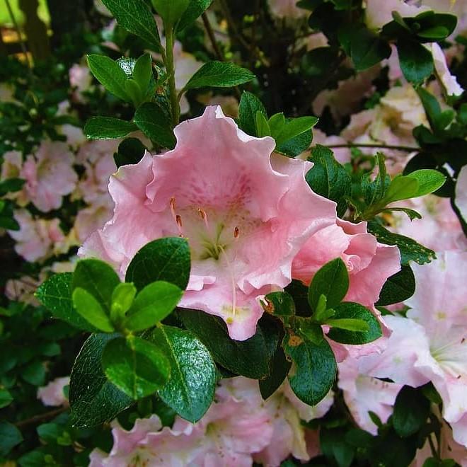 Rhododendron hybrid 'RLH1-12P0' ~ ReBLOOM™ Blush Elegance™ Azalea - Delivered By ServeScape