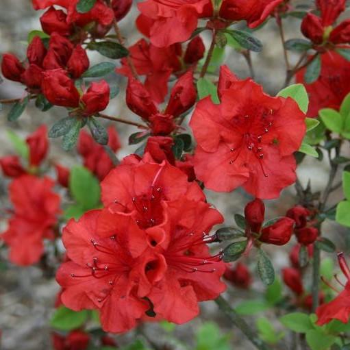 Rhododendron indica 'Formosa' ~ Formosa Azalea, Red-ServeScape