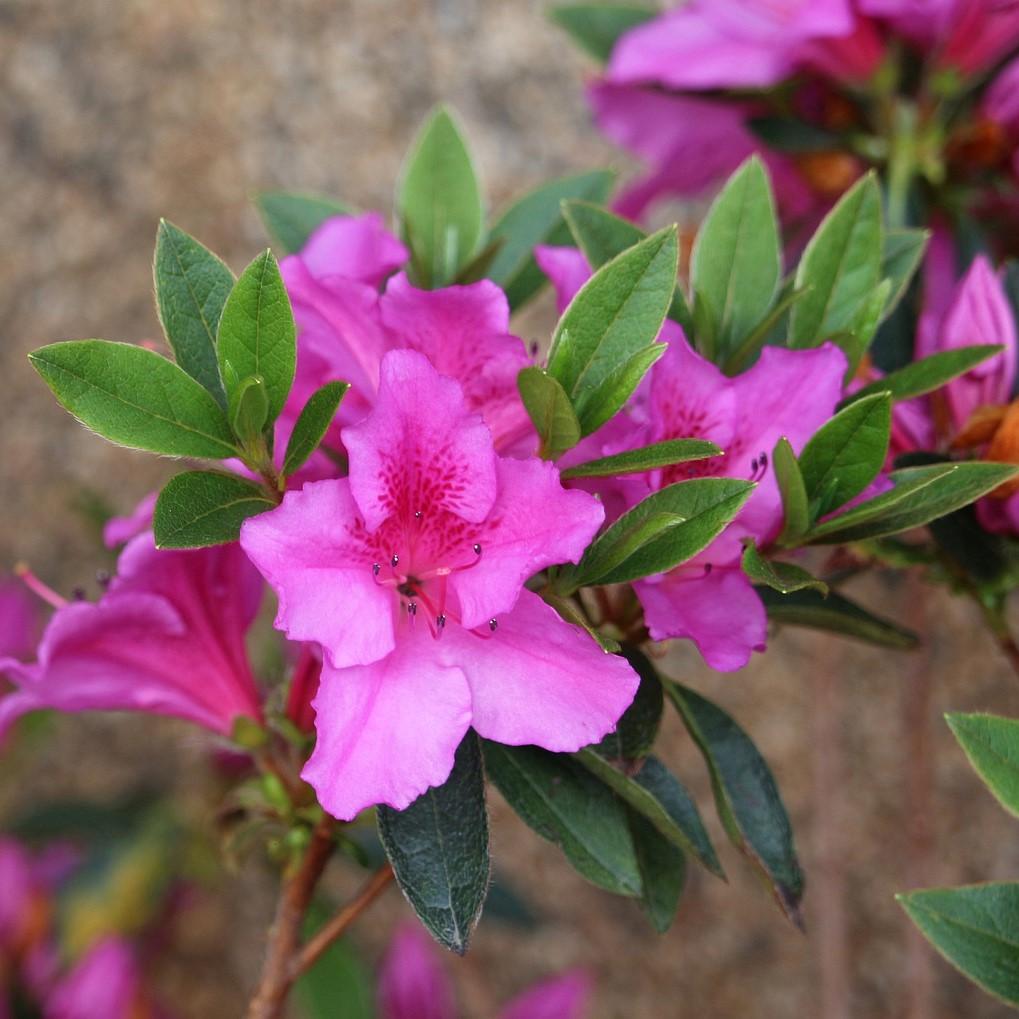 Rhododendron indica 'Southern Charm' ~ Southern Charm Azalea-ServeScape