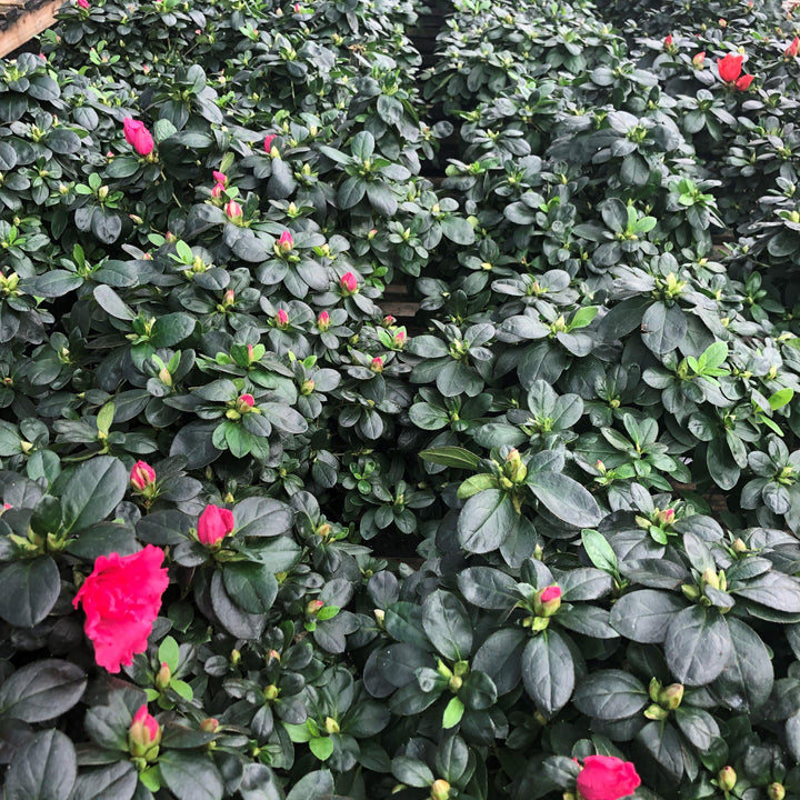 Rhododendron simsii ~ Keepsake® Azaleas-ServeScape