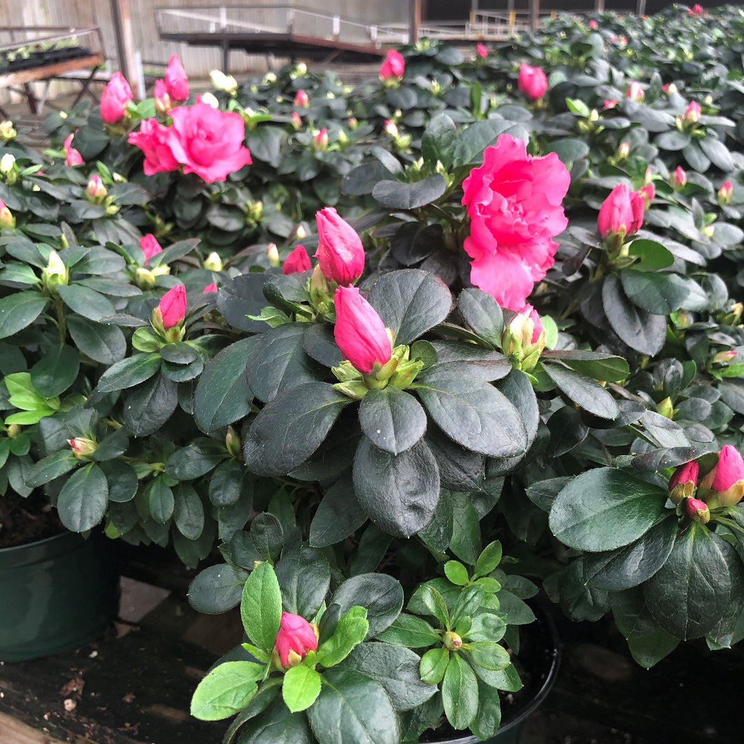 Rhododendron simsii ~ Keepsake® Azaleas-ServeScape