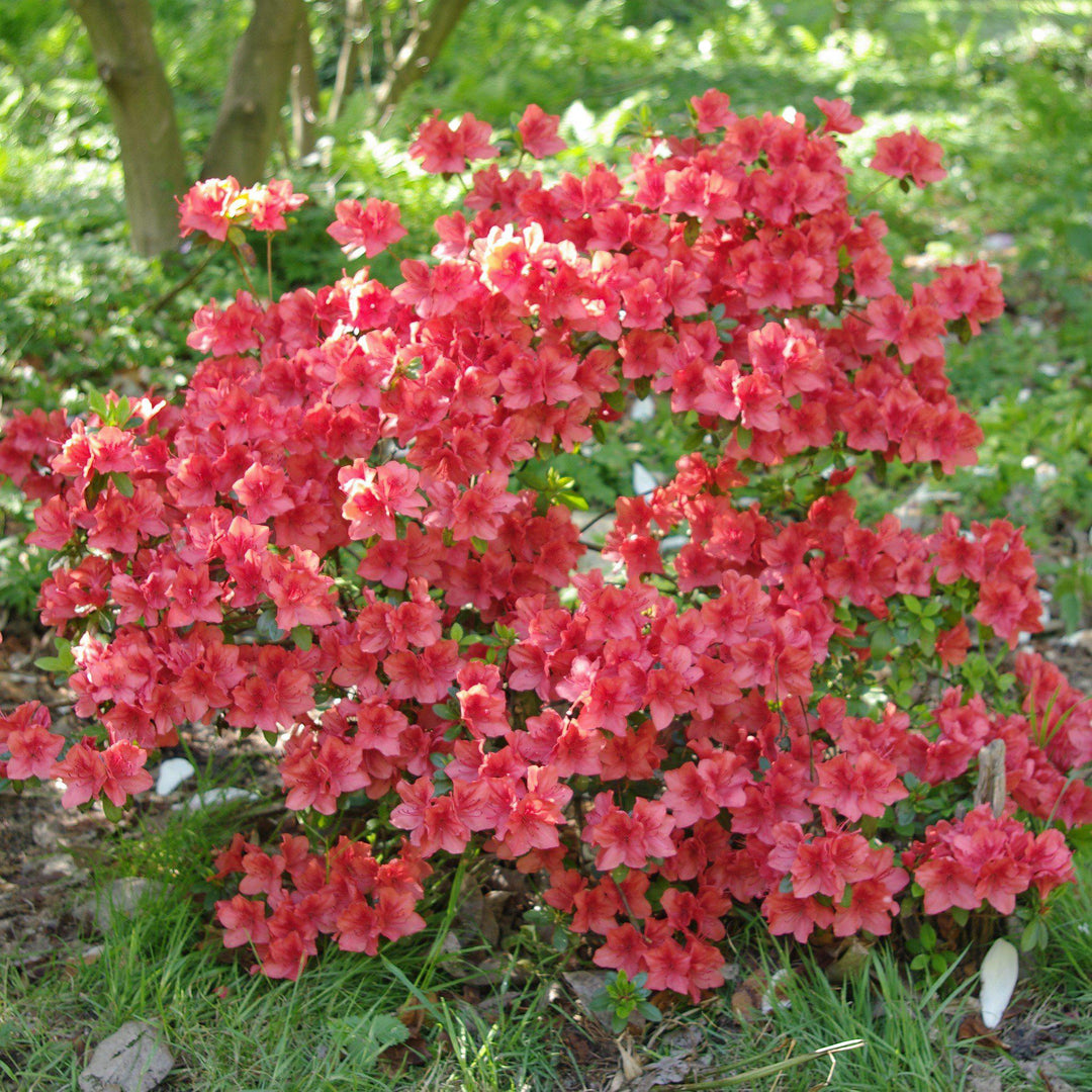 Rhododendron viscosum 'Millenium' ~ Millenium Swamp Azalea-ServeScape