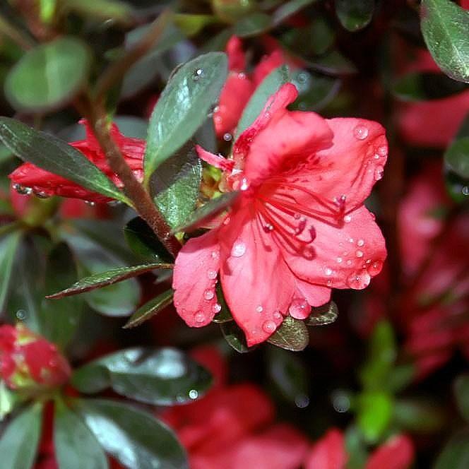 Rhododendron x 'Fashion' ~ Fashion Azalea-ServeScape