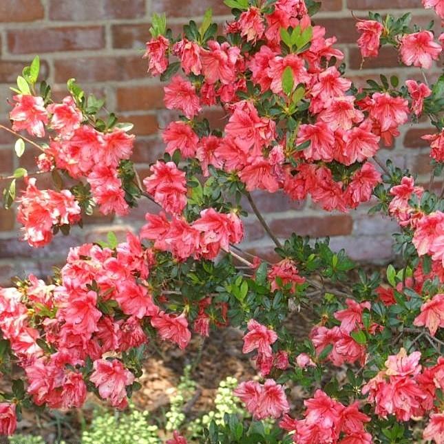 Rhododendron x 'Fashion' ~ Fashion Azalea-ServeScape