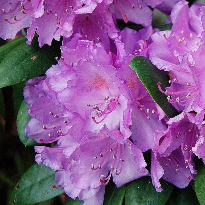 Rhododendron x 'GREARV' ~ Abbey's Re-View® Rhododendron-ServeScape
