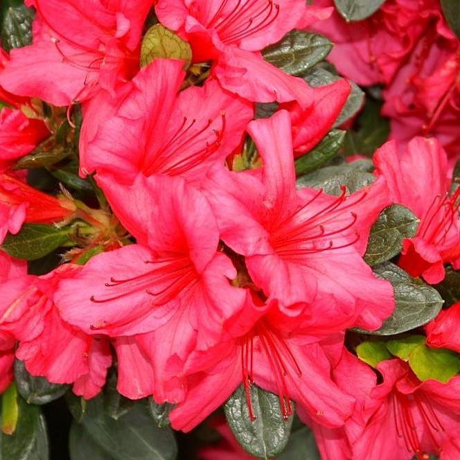 Rhododendron x Girard 'Girard's Rose' ~ Rose Azalea-ServeScape