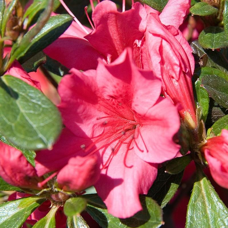 Rhododendron x Girard 'Girard's Rose' ~ Rose Azalea-ServeScape