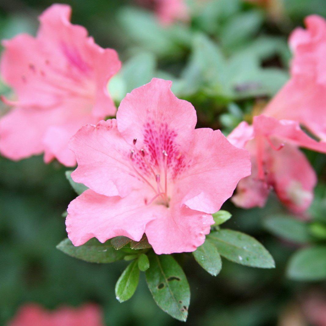 Rhododendron x 'Hampton Beauty' ~ Hampton Beauty Azalea-ServeScape