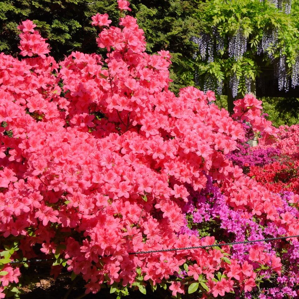 Rhododendron x 'MNIHAR015' ~ Bloom 'N Again® Pink Explosion Azalea-ServeScape