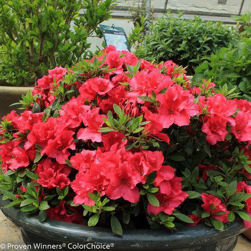Rhododendron x 'RLH1-1P2'  ~ Bloom-A-Thon® Red Reblooming Azalea - Delivered By ServeScape