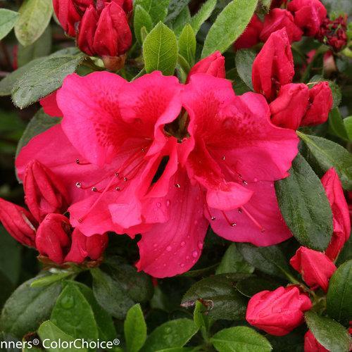 Rhododendron x 'RLH1-1P2'  ~ Bloom-A-Thon® Red Reblooming Azalea - Delivered By ServeScape