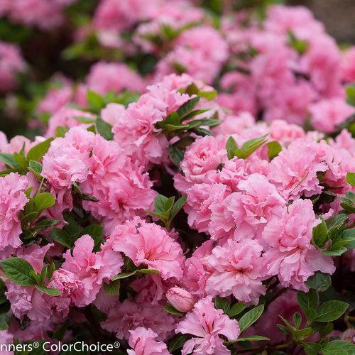 Rhododendron x 'RLH1-2P8' ~Bloom-A-Thon® Pink Double Reblooming Azalea - Delivered By ServeScape