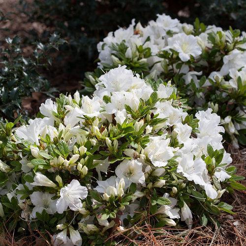 Rhododendron x 'RLH1-3P3' ~ Bloom-A-Thon® White Reblooming Azalea-ServeScape