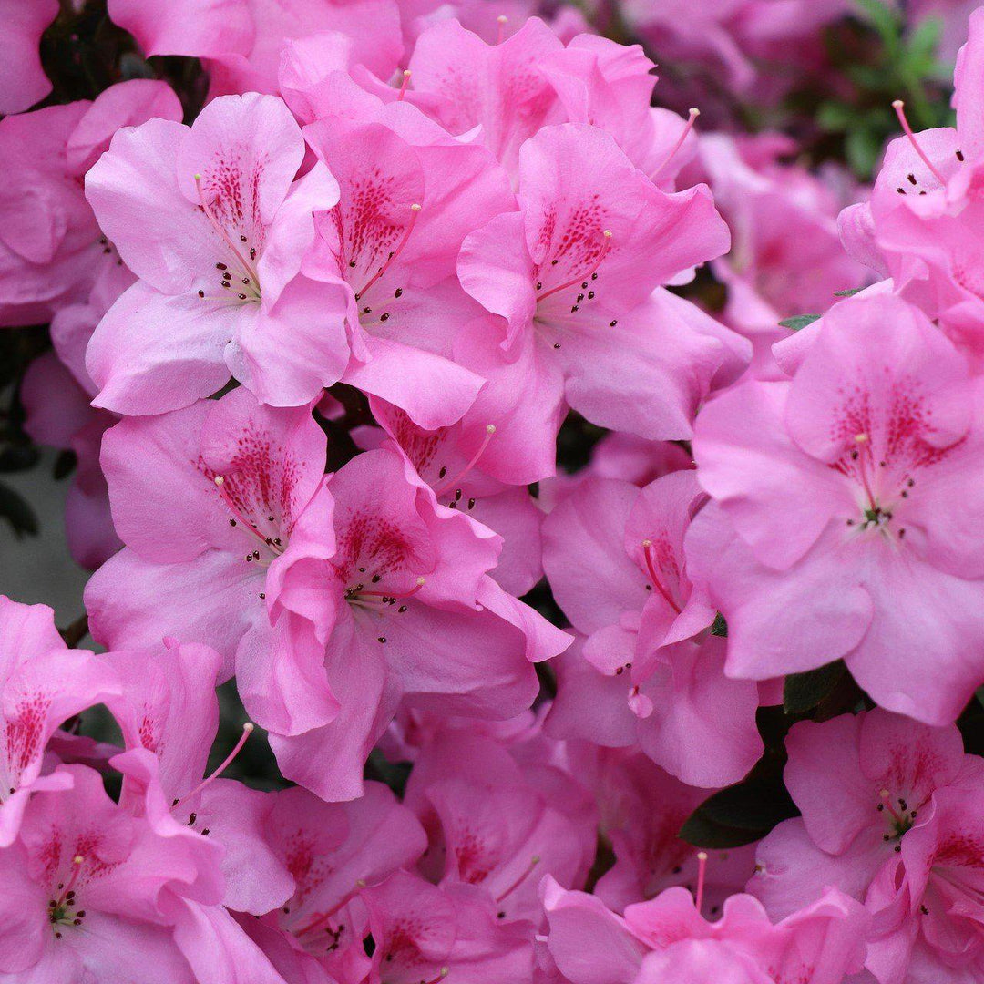 Rhododendron x 'RLH1-7P14' PP24752 ~ ReBLOOM™ Pink Adoration™ Azalea-ServeScape