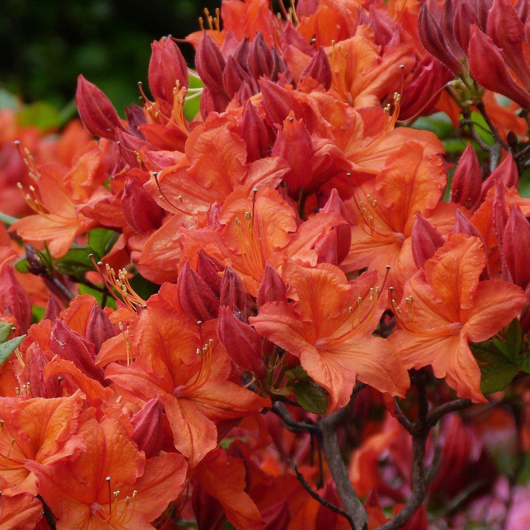 Rhododendron x austrinum 'Mooshatanio'' ~ Mooshatanio Rhododendron - Delivered By ServeScape