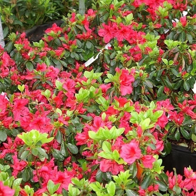 Rhododendron x girard 'Girard's Crimson' ~ Crimson Azalea-ServeScape