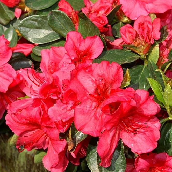 Rhododendron x girard 'Girard's Crimson' ~ Crimson Azalea-ServeScape