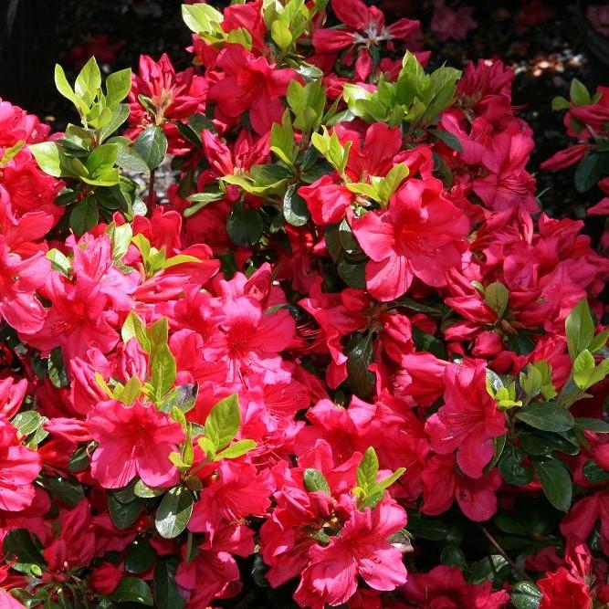 Girard's Crimson Azalea - Rhododendron x girard 'Girard's Crimson ...