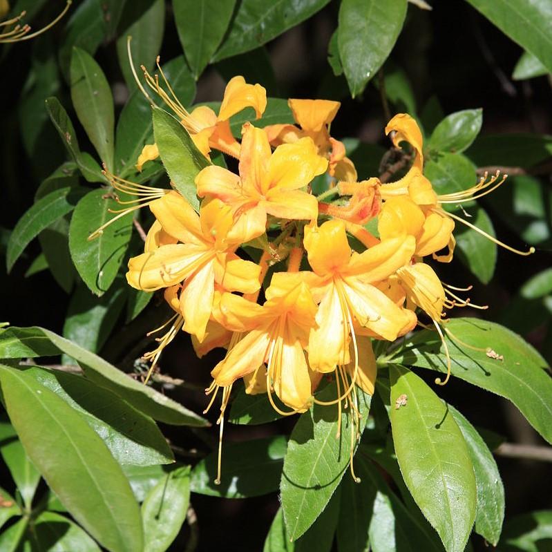 Rhododendron x kosteranum ~ Yellow Hybrid Azalea-ServeScape